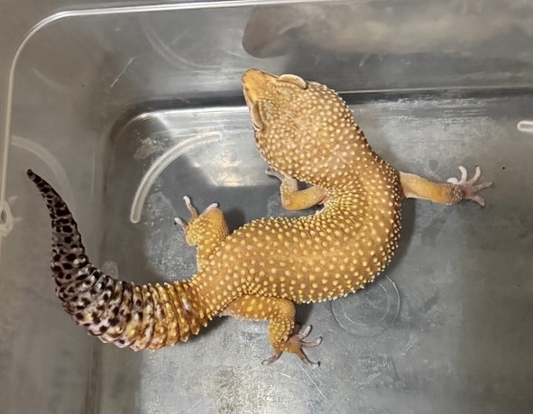 당진시동물보호소_444568202401332